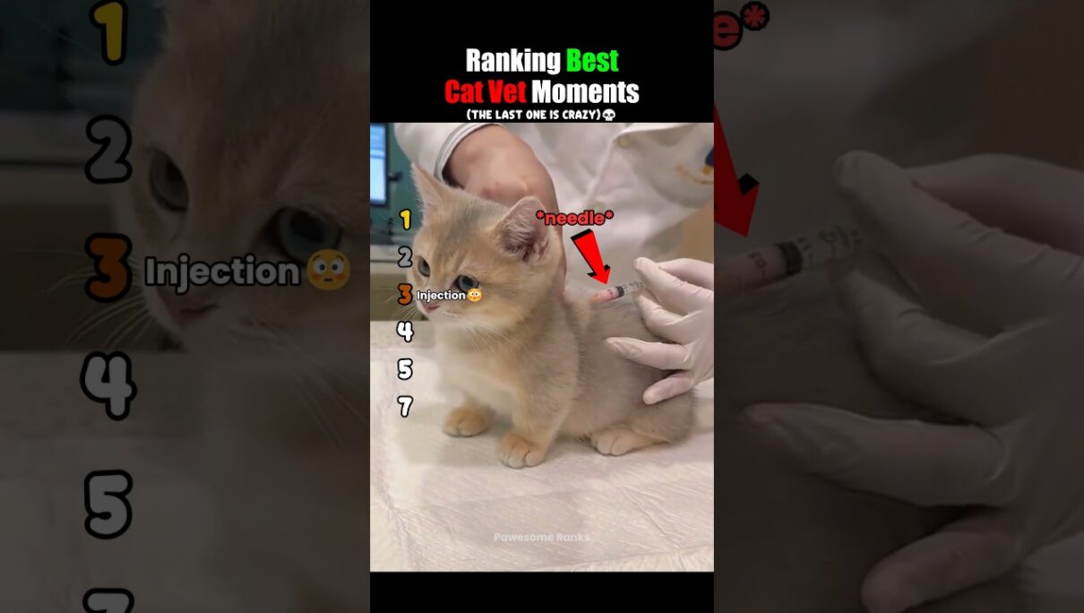 Ranking Best Cat Vet Moments #usa