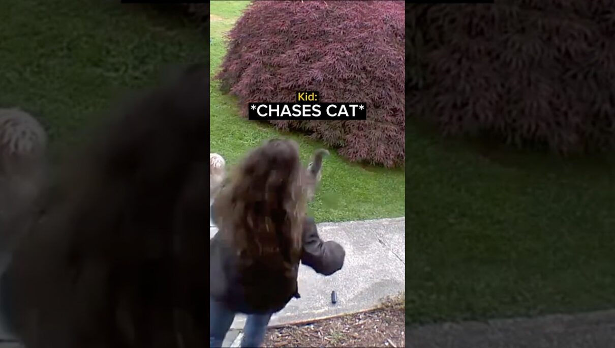 When a Cat Fights Back…