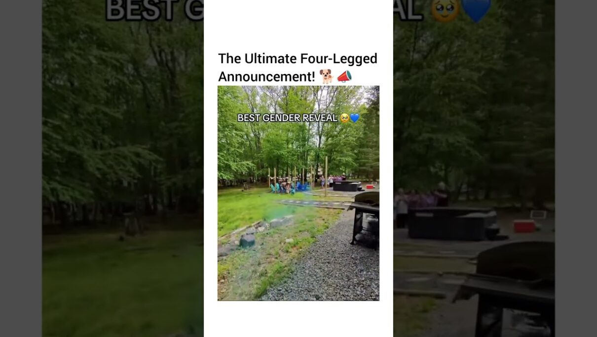 The Fastest Way to Find Out It’s a Boy! ⚡️👶 #dog #funny #petshub #dogshorts #pets #dogofyoutube