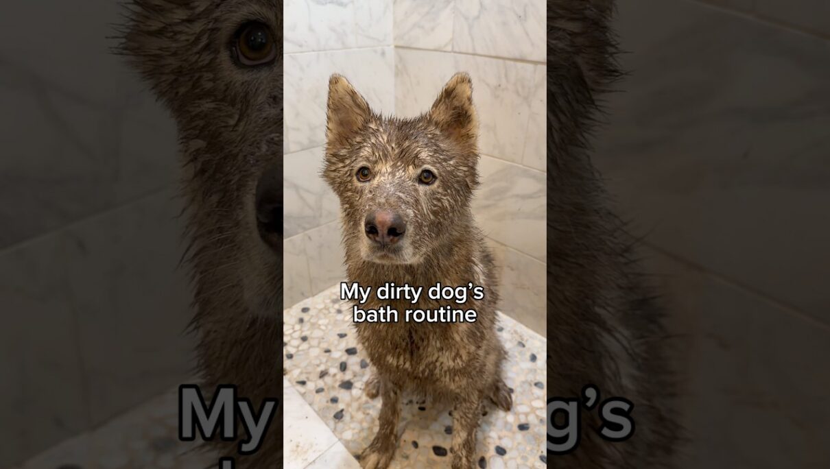 Do you think Glacier enjoyed it? 🧼🤎