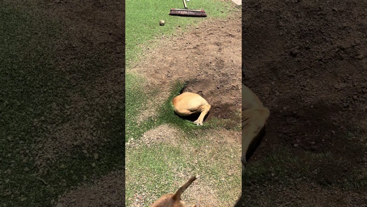 Genuinely thought it was a kangaroo at first