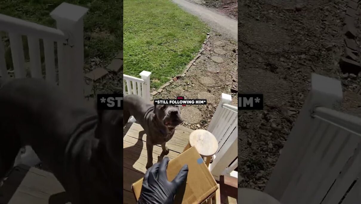 Delivery Guy Gets Cornered by Dogs…