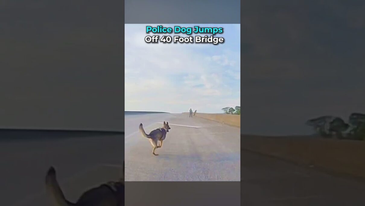 Police Dog Jumps Off 40 Foot Bridge  #bodycam #cops #police