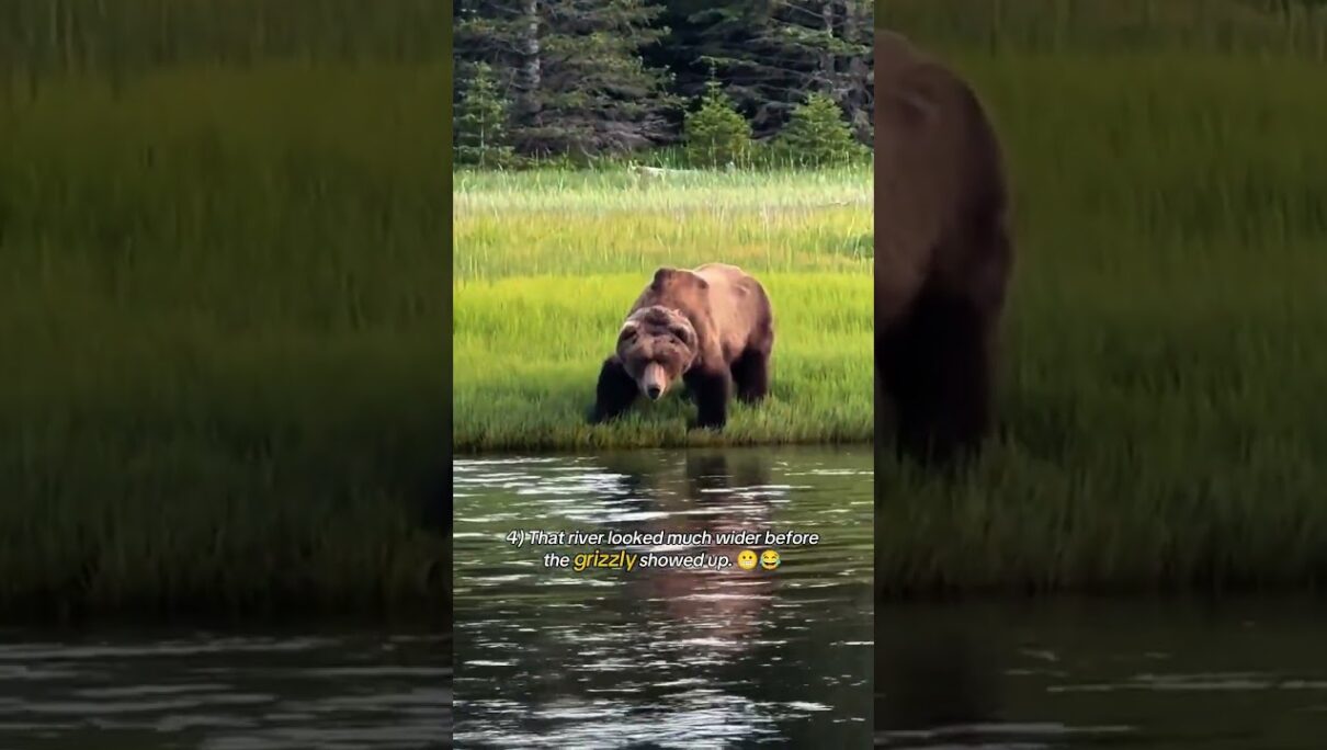 Top 11 surprising wild animal moments. 🐾😲 #animals #wildlife #nature
