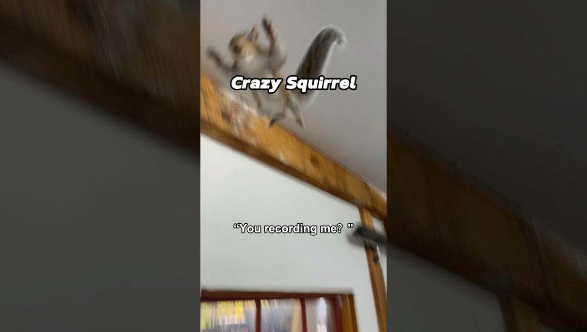 POV: you made eye contact with the wrong squirrel 🐿️💀#animals #fypage #squirrel #funnyanimals