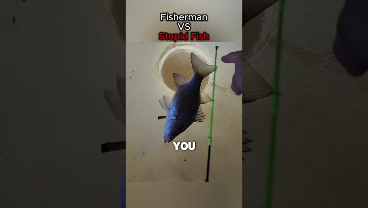 Fisherman VS Stupid Fish