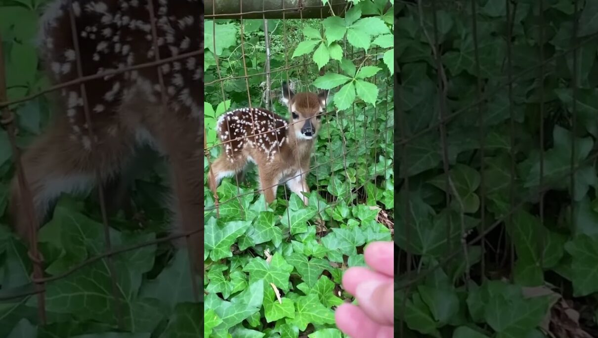 Deer always appear in random places#deer#animals#deertiktok #babydeer #crazyanimals