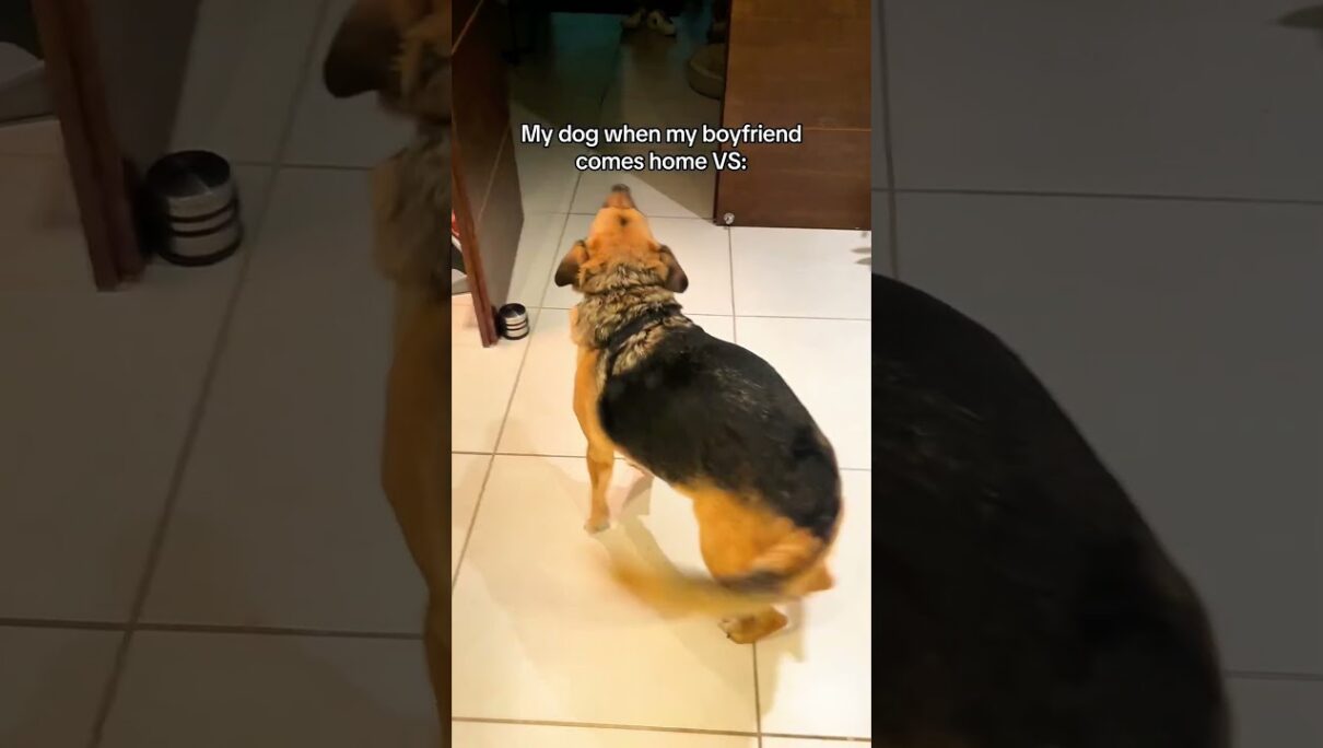 That Dog Stole My Boyfriend 🤣🐶💔 #shorts #dogs #funnydog #viral #pets #fyp