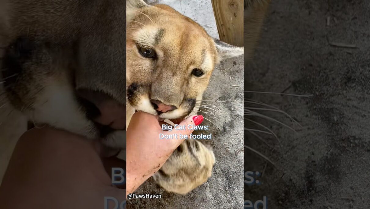 Big Cat Claws: Don’t be fooled.#bigcat #bigcats #claw #pawan #lion #tiger #bigclaw #wildlife