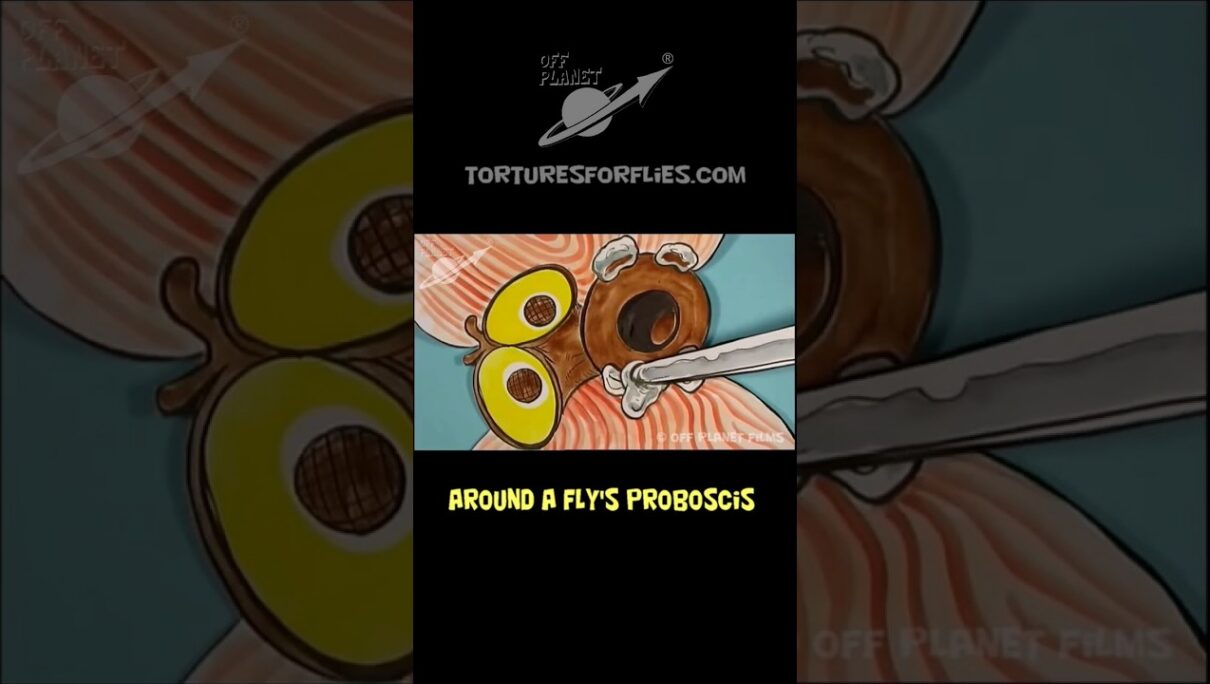 Fly vs 4th of July!! #shorts #fly #cartoon