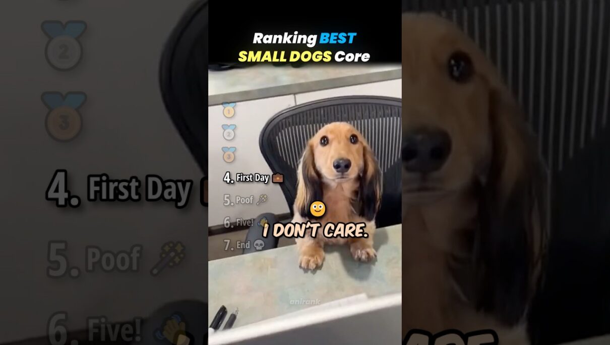 Ranking BEST SMALL DOGS Core Moments!! 🐶🍼